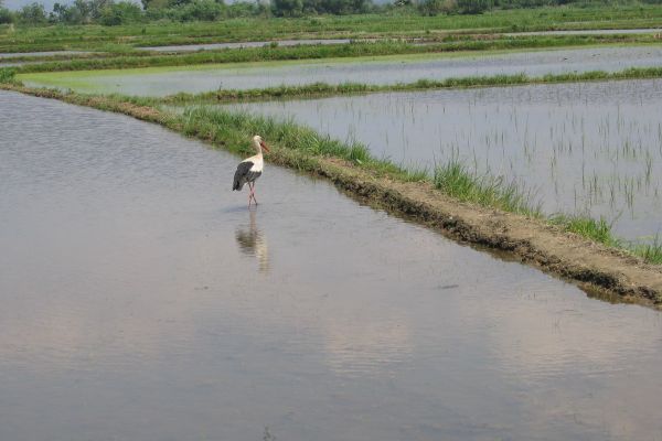 007-migratory-storkC52D2C6A-6459-F7BD-10DA-2BF849856075.jpg